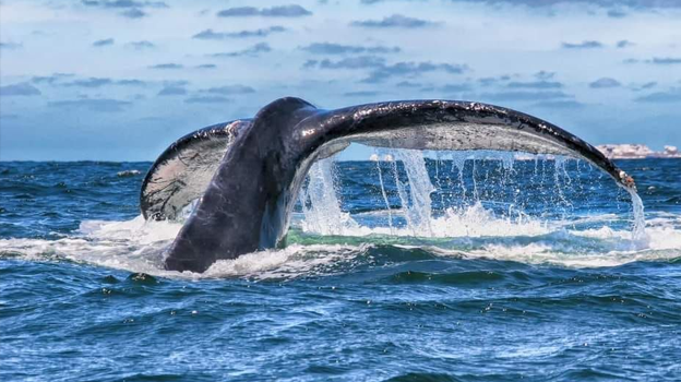 Whale Watching